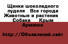 Щенки шоколадного пуделя - Все города Животные и растения » Собаки   . Крым,Армянск